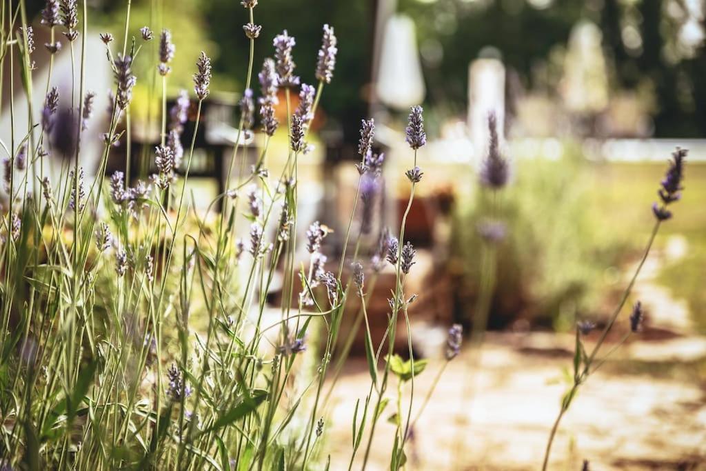 Luxury Villa Cetiri Hrasta Pićan Esterno foto